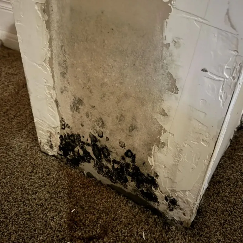 Professional Mold Removal in Fort Irwin, CA
